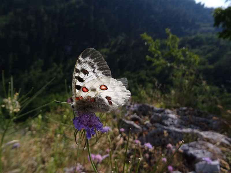 Parnassius apollo - Papilionidae